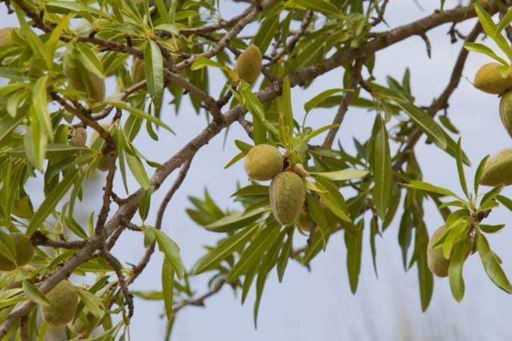 La consejera Begoña García destaca las perspectivas de futuro del cultivo del almendro