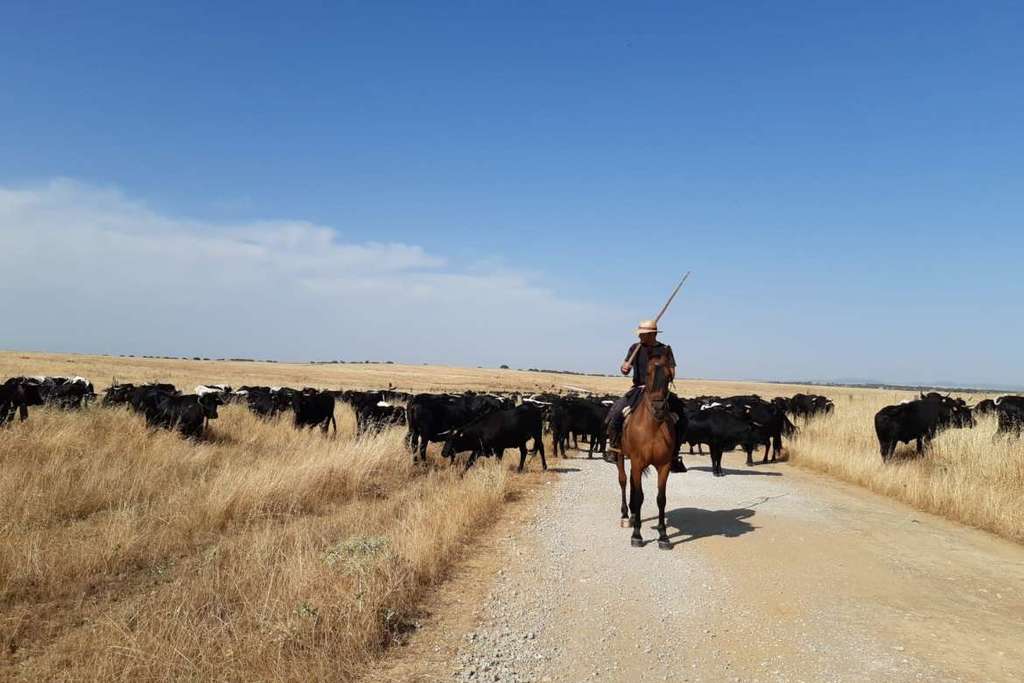 El secretario de Población y Desarrollo Rural asiste en La Cumbre y Trujillo a una etapa de trashumancia de dos ganaderías extremeñas