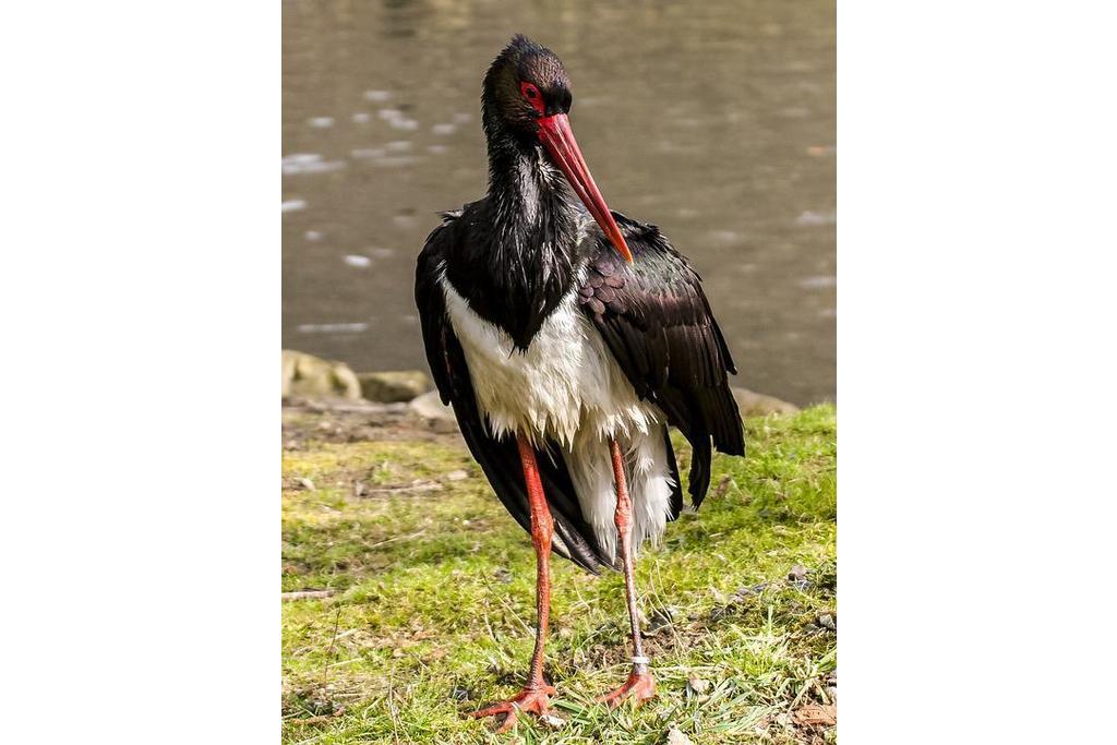 Publicado el Plan de Recuperación de la Cigüeña Negra en Extremadura con el objetivo de sacarla de la categoría de especie en peligro de extinción