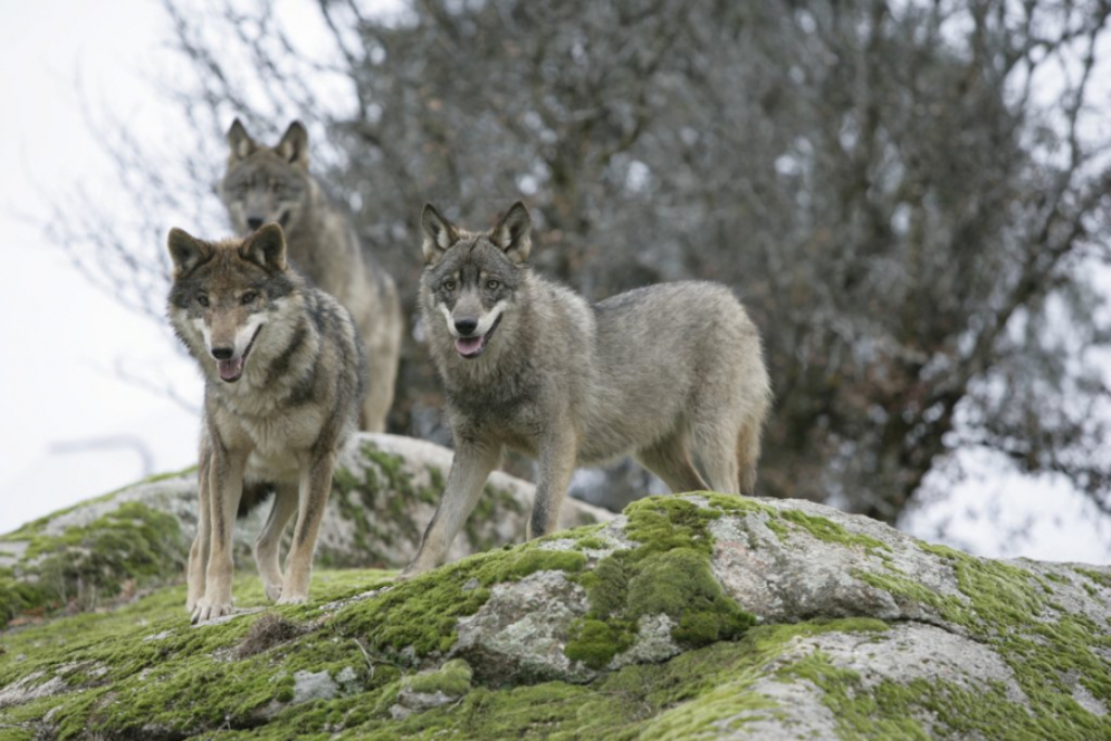 La Consejería para la Transición Ecológica y Sostenibilidad se une a la UEX para estudiar el estado de conservación de varias especies amenazadas y para vigilar la calidad del aire