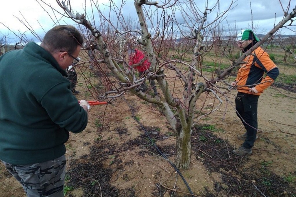 El Centro de Formación Rural de Villafranca imparte un curso especializado en la poda de pistacho, almendro y nogal