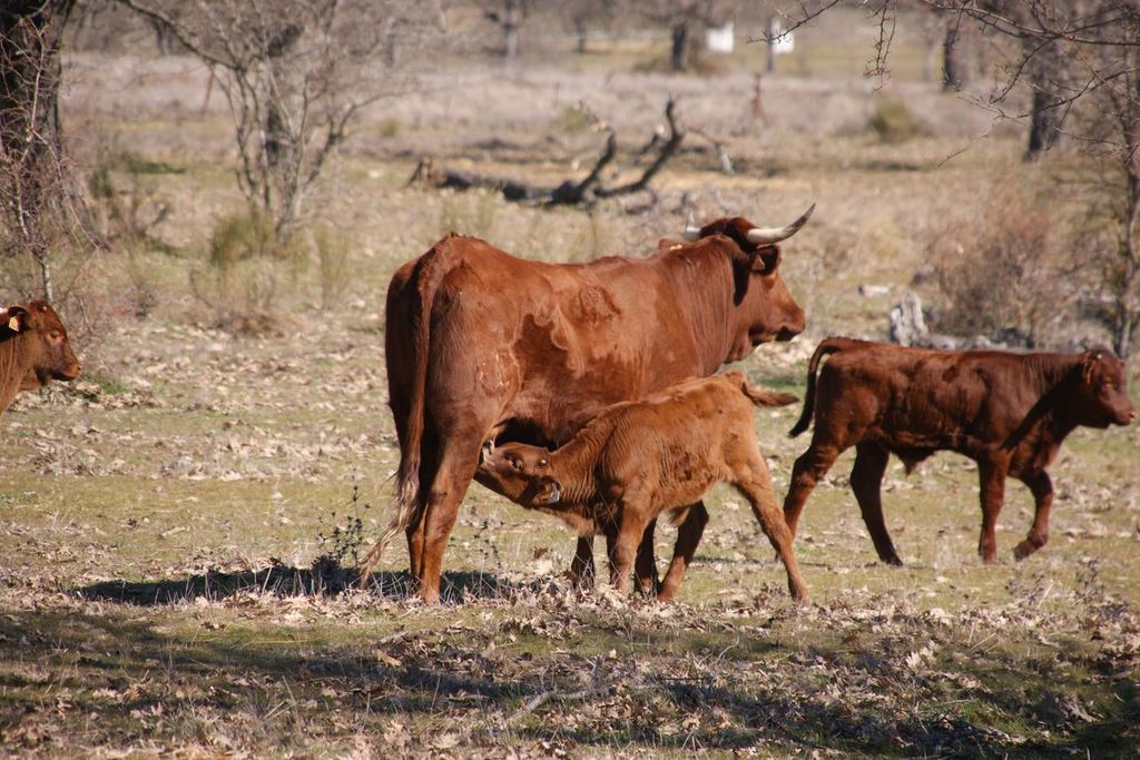 La Junta abona más de 7,5 millones de euros en ayudas al mantenimiento de vacas nodrizas y al vacuno de carne y leche