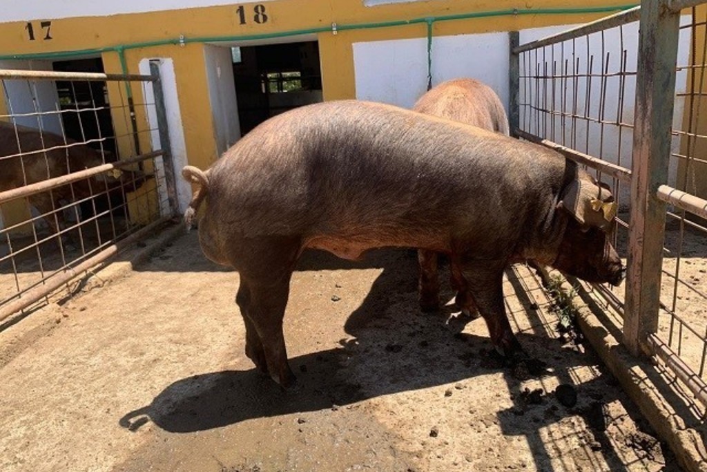 El Censyra subastará en junio 28 machos de ganado porcino raza Duroc