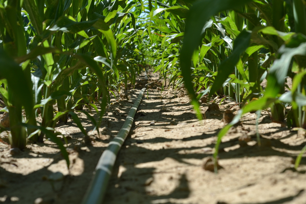 Agricultura aumenta un 20%, el máximo permitido, el presupuesto de la ayuda a la producción integrada