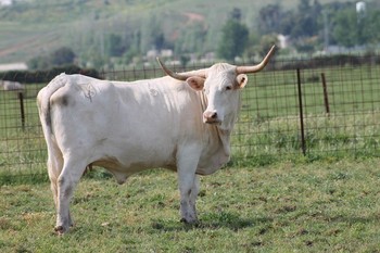 El Censyra comparte en un foro europeo actuaciones para conservar razas de ganado amenazadas como la vaca Blanca Cacereña y la gallina Extremeña Azul