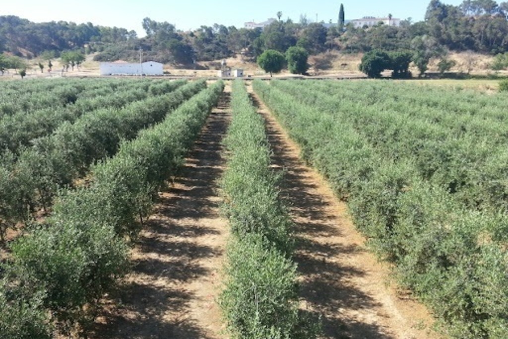 Agricultura notifica la resolución provisional de ayudas para la modernización de explotaciones agrarias en Extremadura