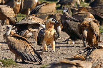 Cáceres reunirá a más de 400 personas de 45 países en el Congreso Europeo de Conservación de Buitres