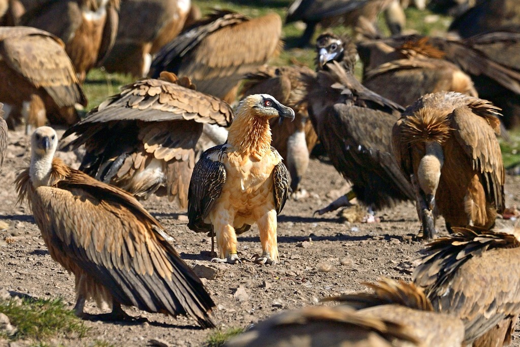 Cáceres reunirá a más de 400 personas de 45 países en el Congreso Europeo de Conservación de Buitres