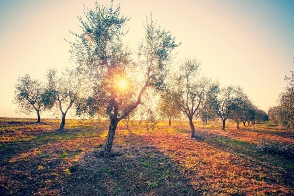 Agricultura abona 27,8 millones de euros en ayudas de la PAC aportando liquidez a los profesionales del campo