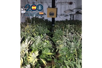 Plantacion tulio marihuana normal 3 2