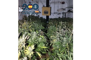 Policía Nacional desmantela una plantación de marihuana con casi 300 plantas en  avanzado estado de crecimiento