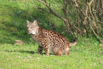 La Junta celebra que el lince ibérico deje de estar en peligro de extinción