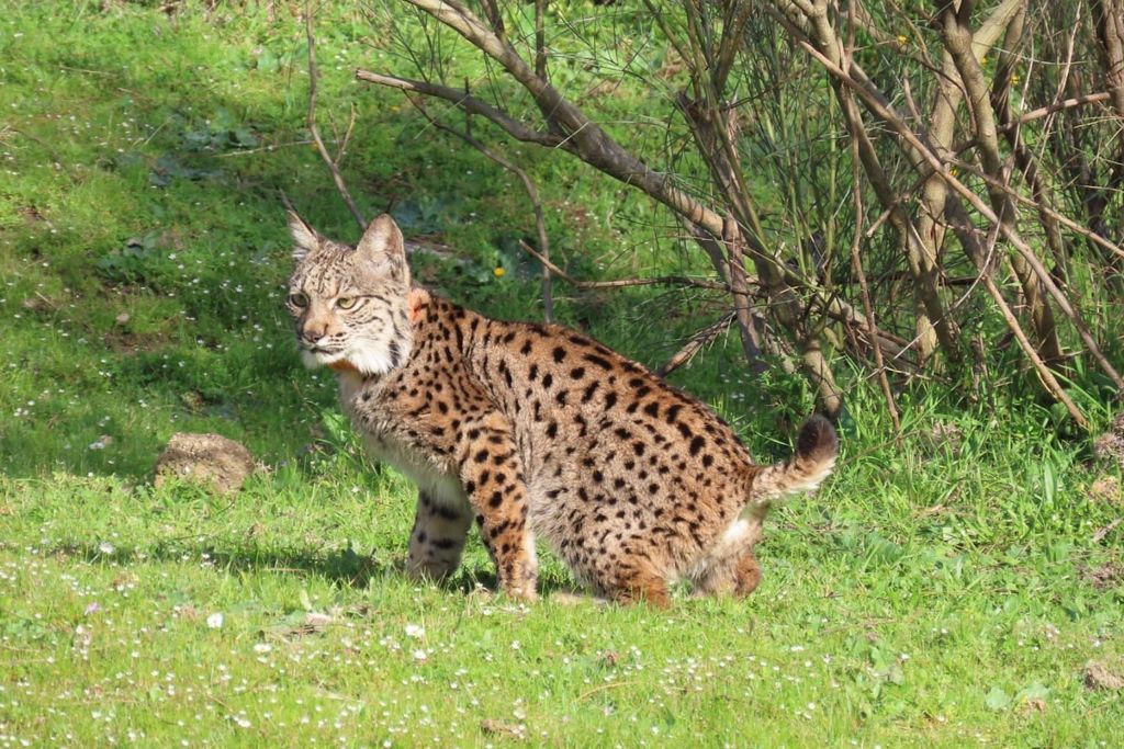 La Junta celebra que el lince ibérico deje de estar en peligro de extinción