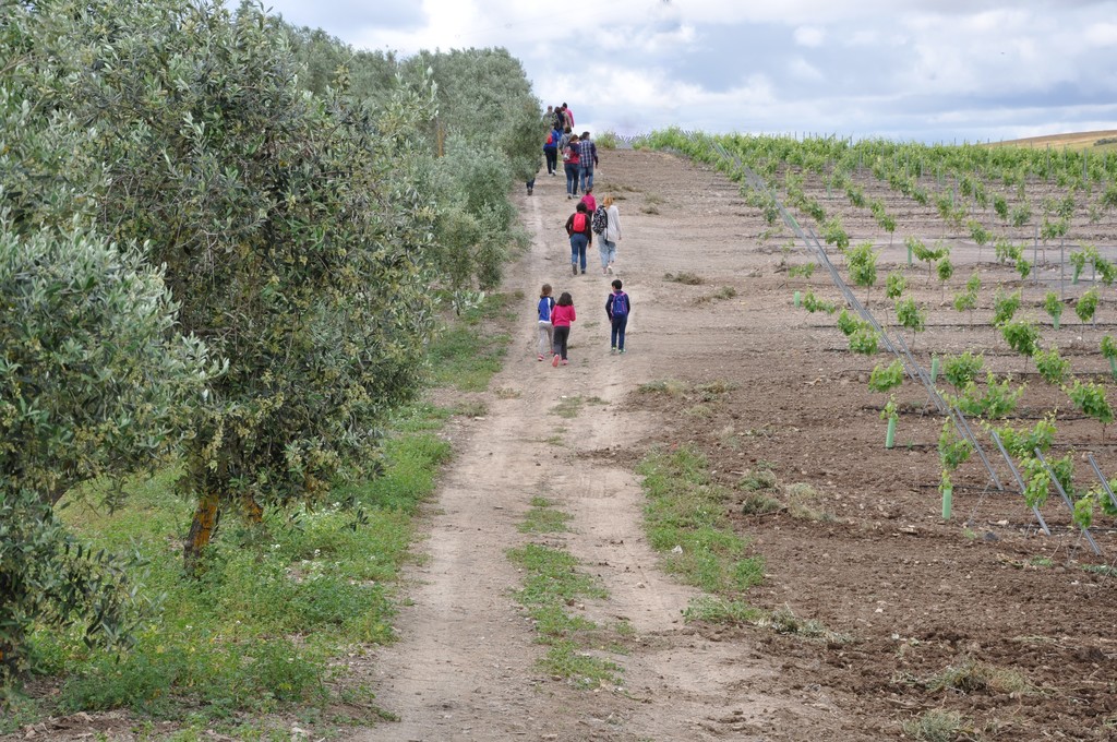 Entre Viñedos y Olivares - IV Primavera Enogastronómica 2016 - Ruta del Vino Ribera del Guadiana