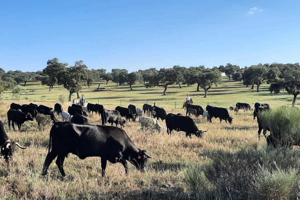 La Junta publica la convocatoria de ayudas para programas de cría de razas autóctonas españolas en la región, con una dotación de más de 1,2 millones