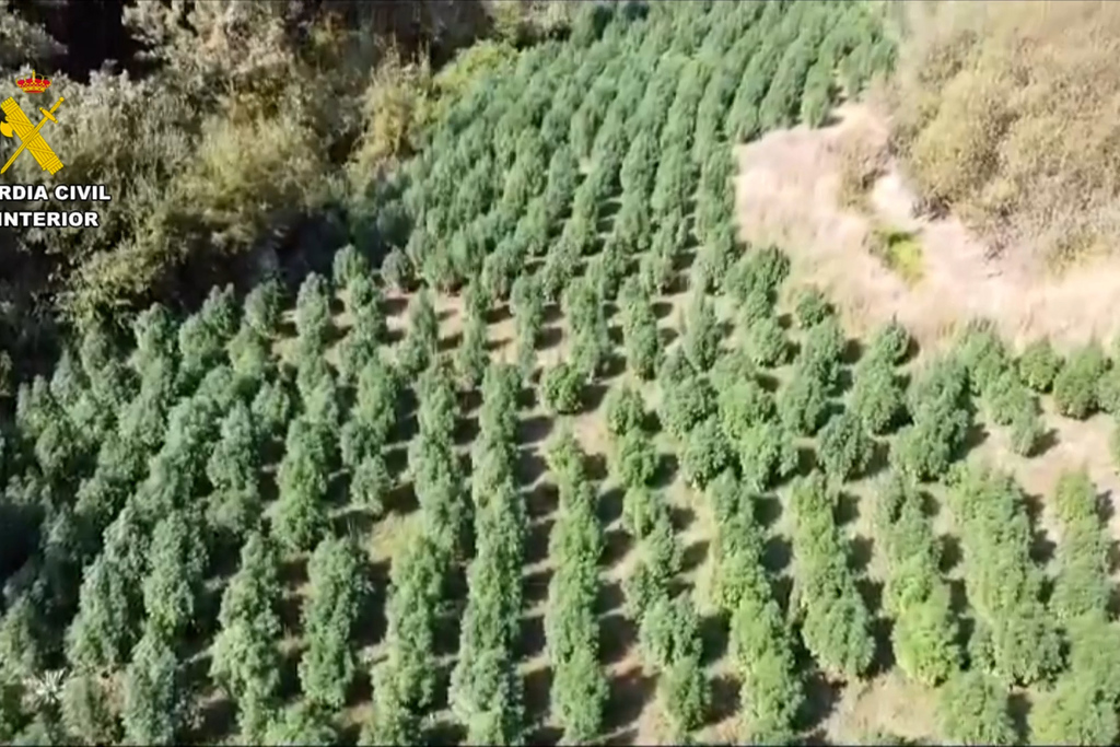 Desmantelada una plantación de marihuana en Losar de la Vera (Cáceres) con más de 1.500 plantas