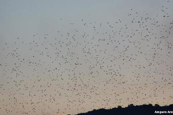 Aves de extremadura aves de extremadura normal 3 2