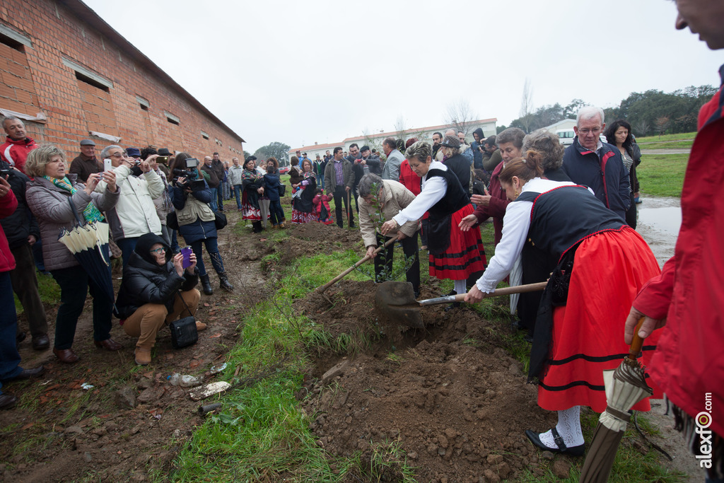 Fiesta del Árbol 2016 Villanueva de la Sierra   212 Edición 59