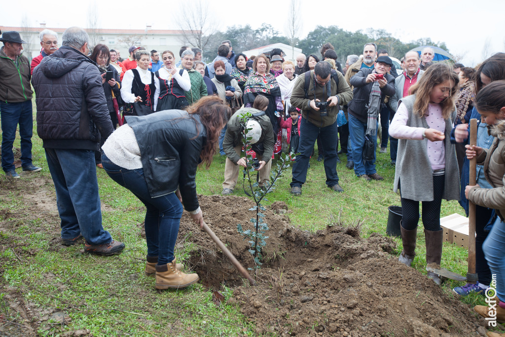 Fiesta del Árbol 2016 Villanueva de la Sierra   212 Edición 52