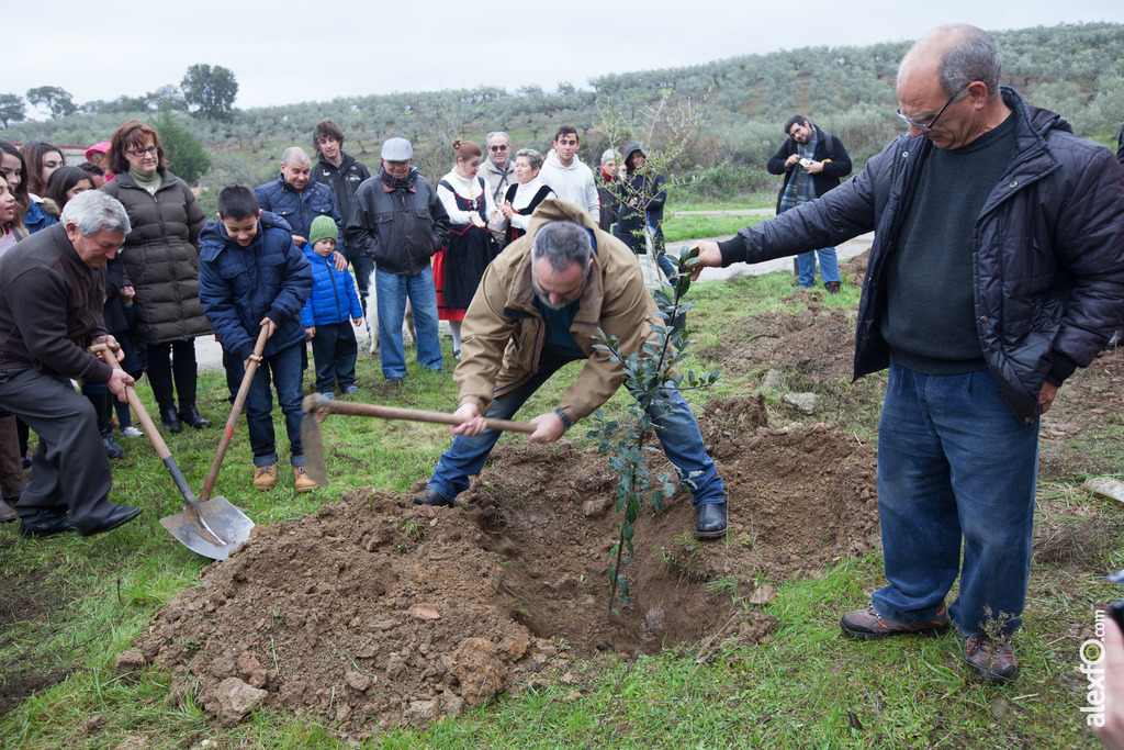 Fiesta del Árbol 2016 Villanueva de la Sierra   212 Edición 56