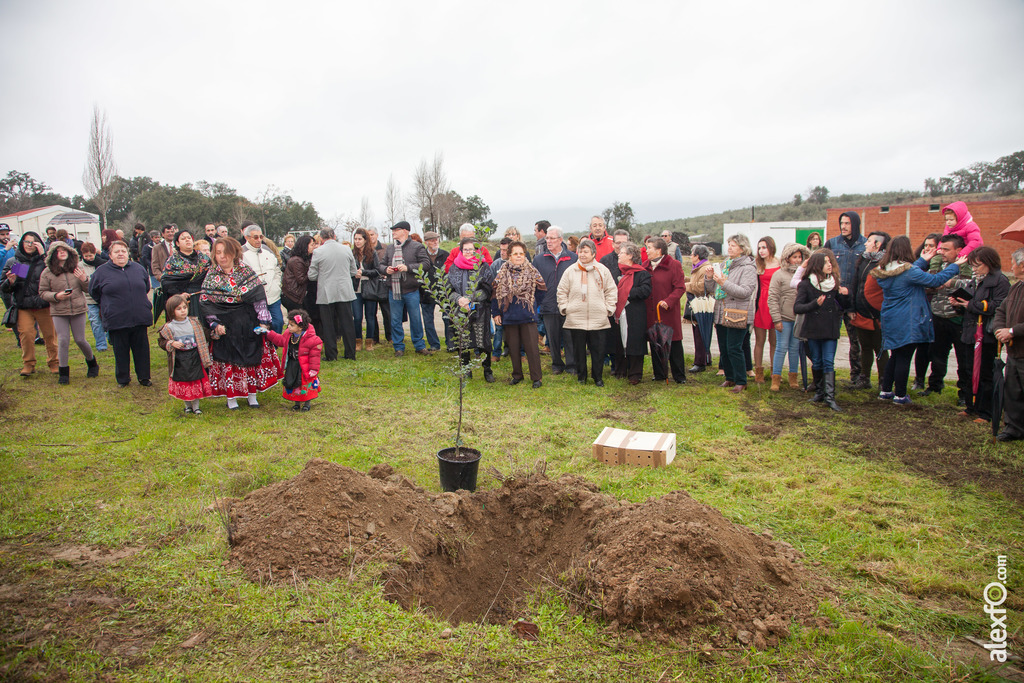 Fiesta del Árbol 2016 Villanueva de la Sierra   212 Edición 48