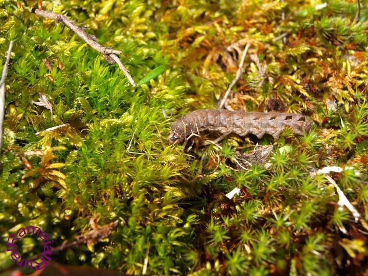 Naturaleza en hurdes y sus alrededores Oruga