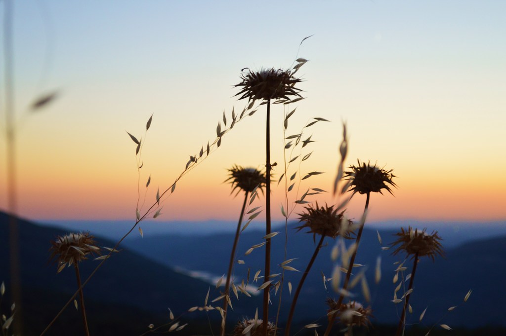 La meditación del cardo