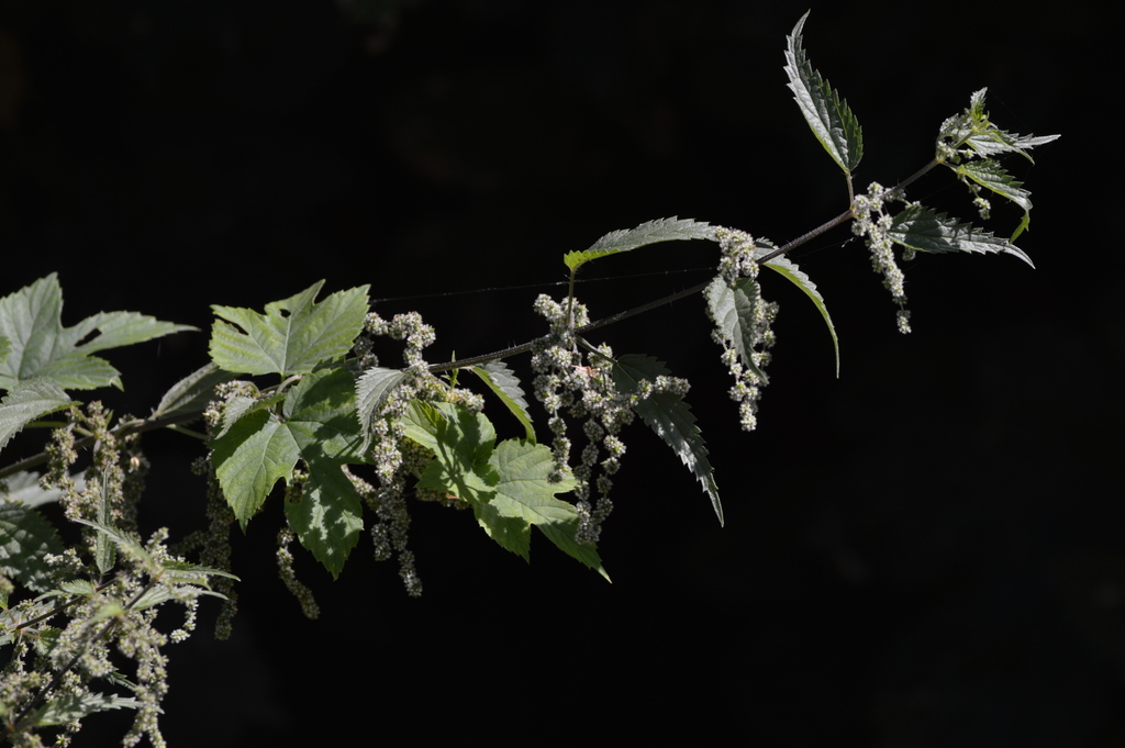 Detalle vegetal en el Valle del Jerte