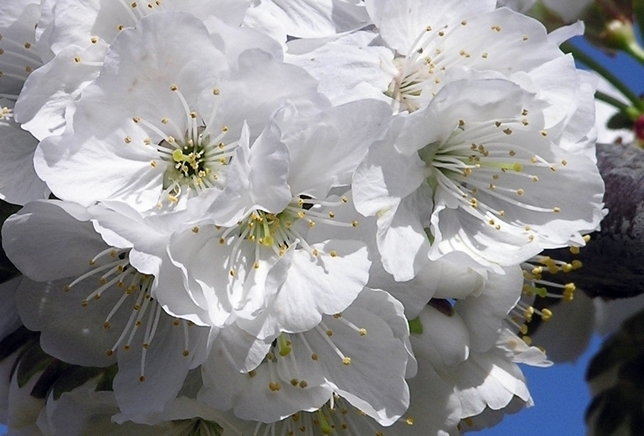 cerezo en flor, Valle del Jerte