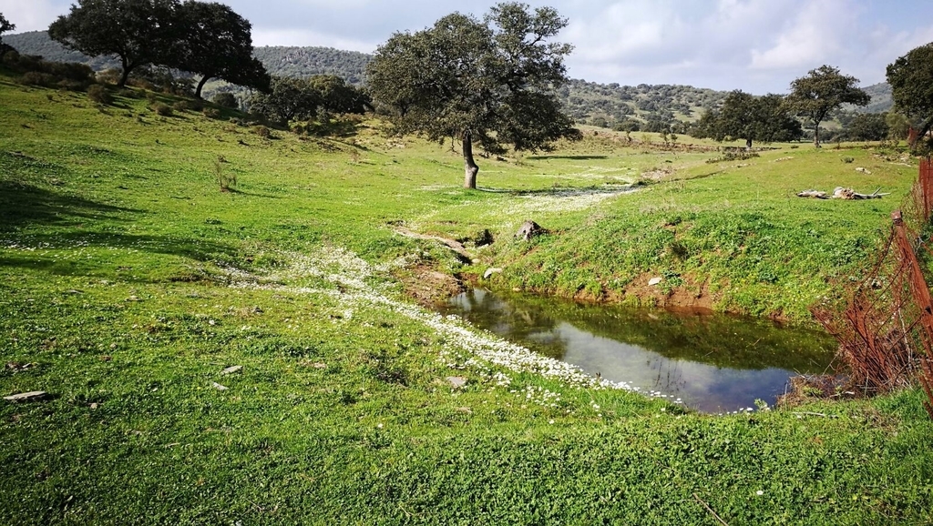 Fuentes de León