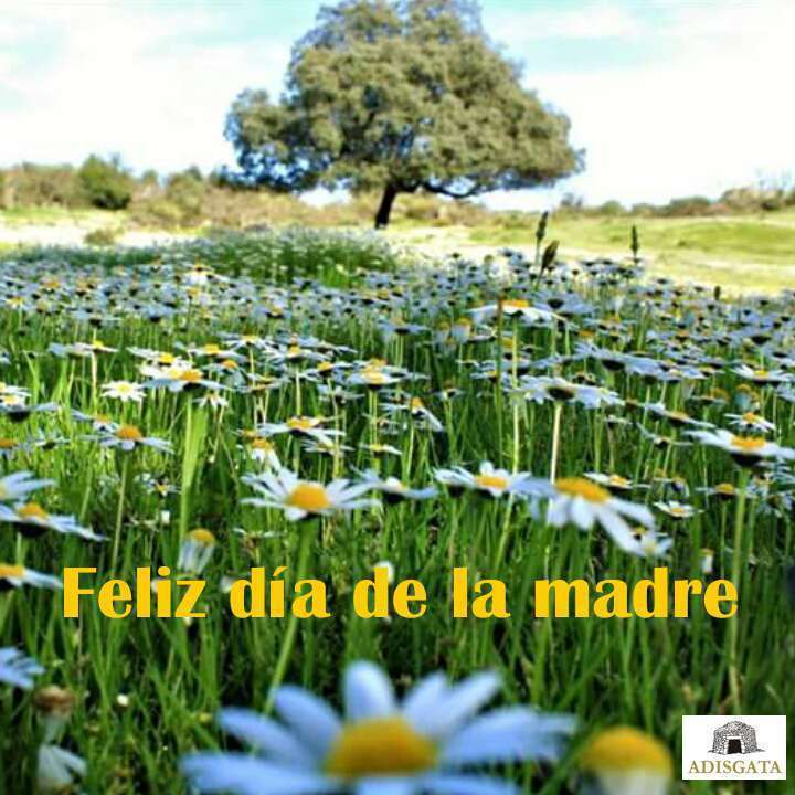 Feliz Día Madre 2017