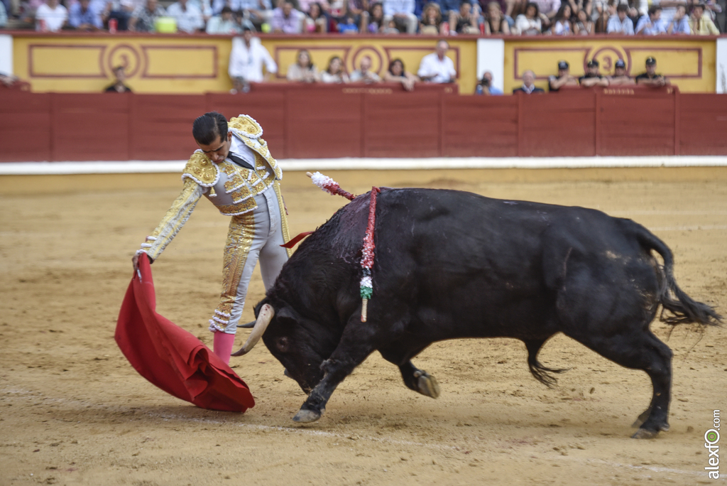 Toros San Juan 17