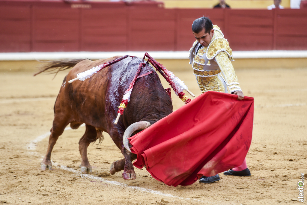 Toros San Juan 3