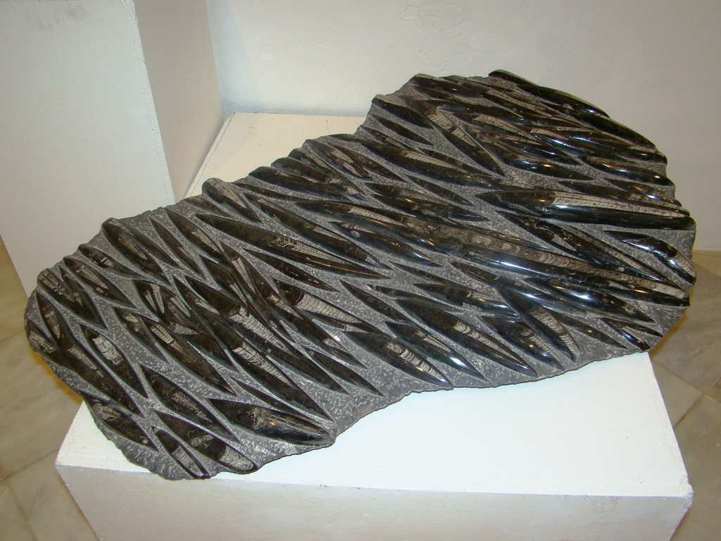 Orthoceras