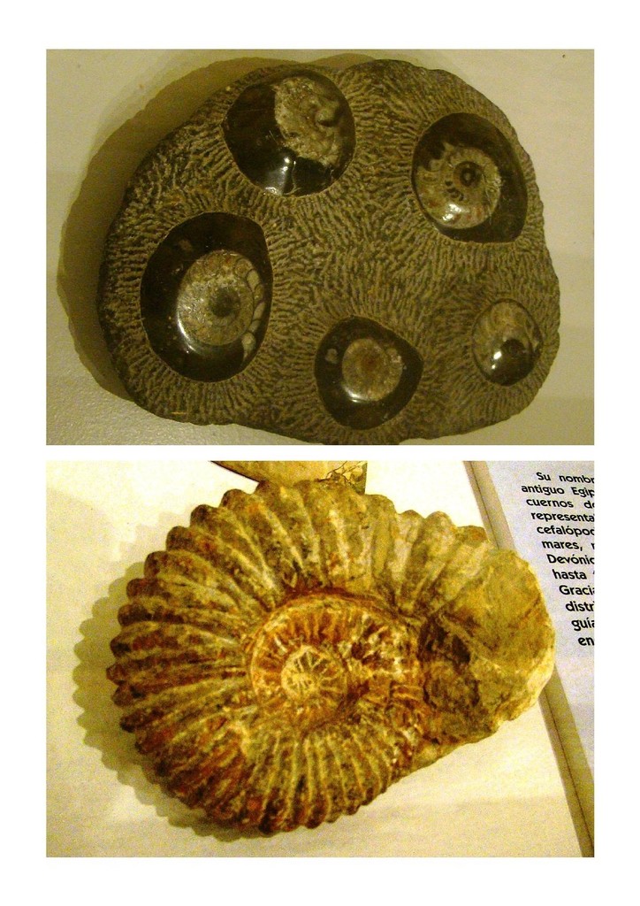 Ammonite