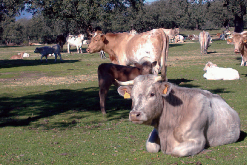 La Junta abona la ayuda a la vaca nodriza, cuyo importe total es de más de 37 millones de euros
