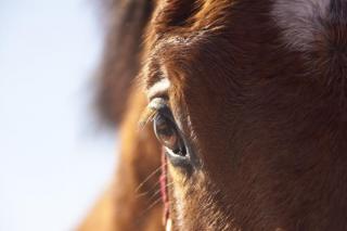 Arabian Horse