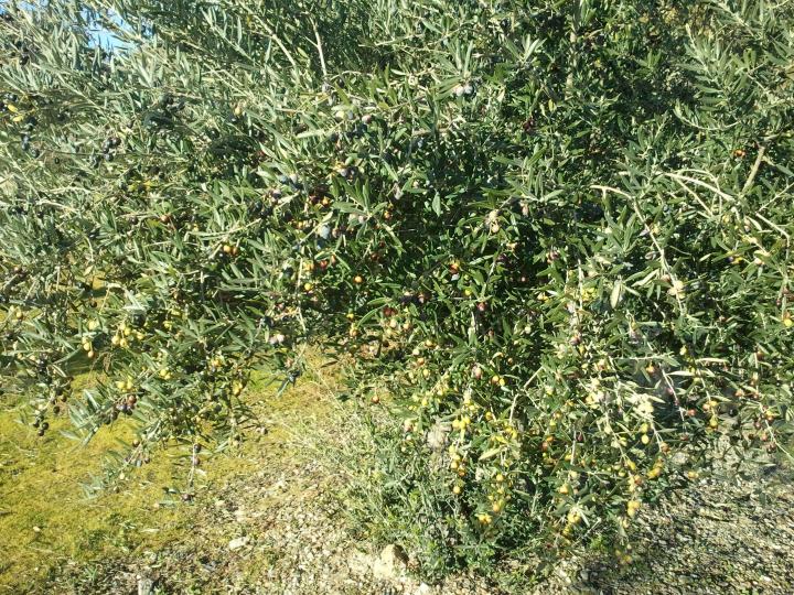 Olivos junto al monumento