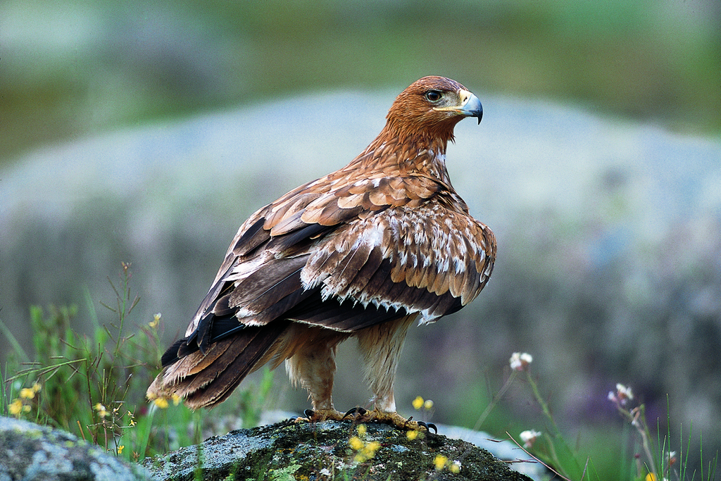 Liberarán un ejemplar de águila imperial | extremadura .com