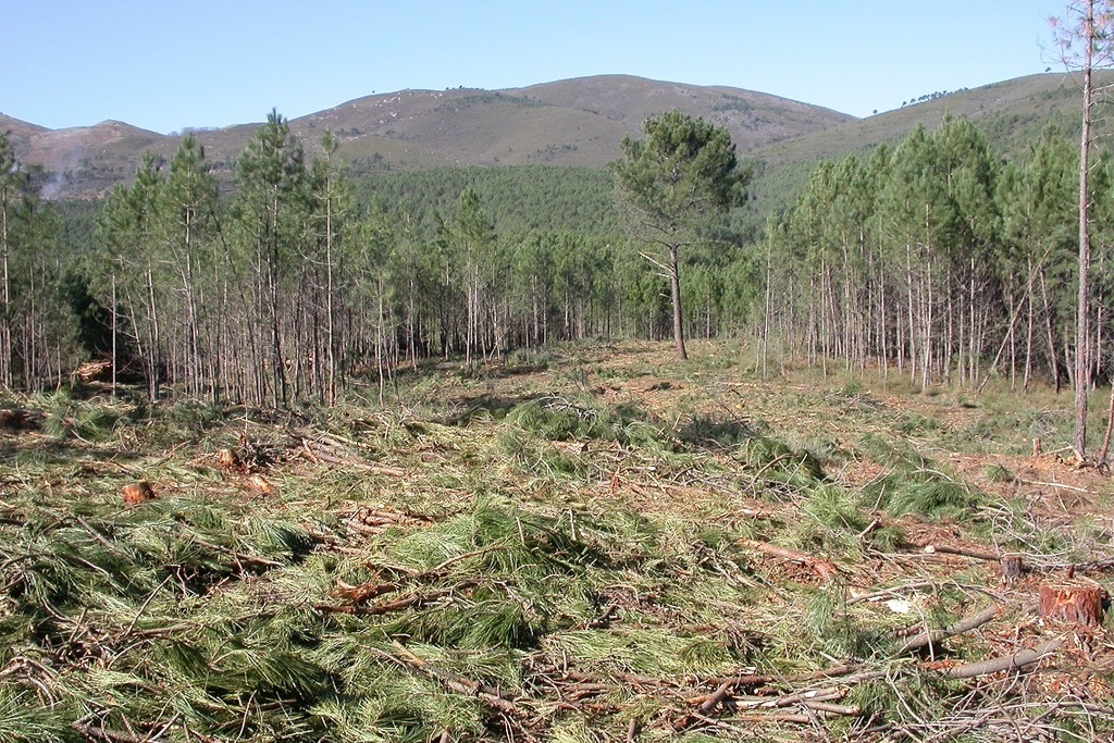 La Junta destina más de 3 millones para trabajos contra el nematodo del pino y el seguimiento de plagas en cultivos