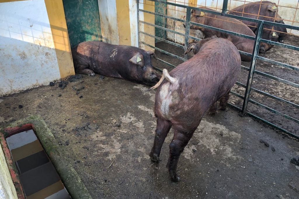 El Centro de Selección y Reproducción Animal de la Junta ha subastado 48 ejemplares de ganado porcino raza duroc