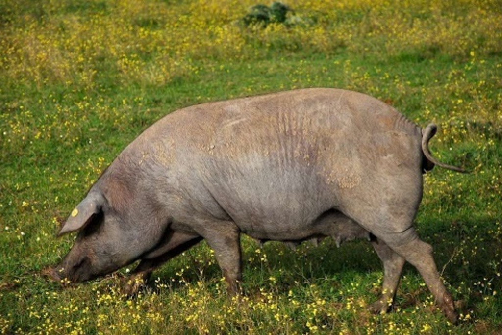 El CENSYRA subastará 50 lotes de porcino Duroc e Ibérico el próximo 6 de julio en Badajoz