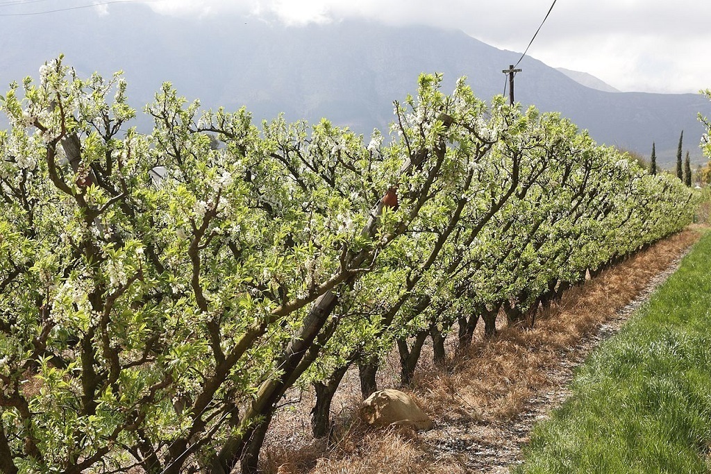 El Centro de Formación del Medio Rural de Don Benito imparte un curso de poda y fertirrigación del almendro