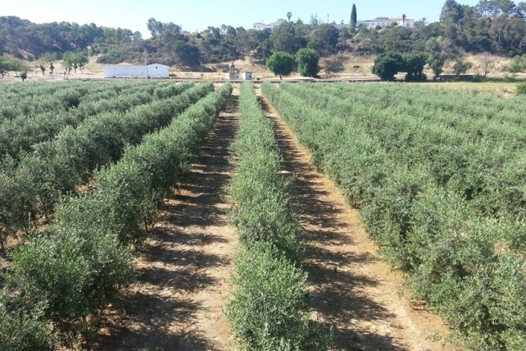 El Centro de Formación del Medio Rural de Villafranca imparte un curso sobre diversas labores de cultivo en el olivar