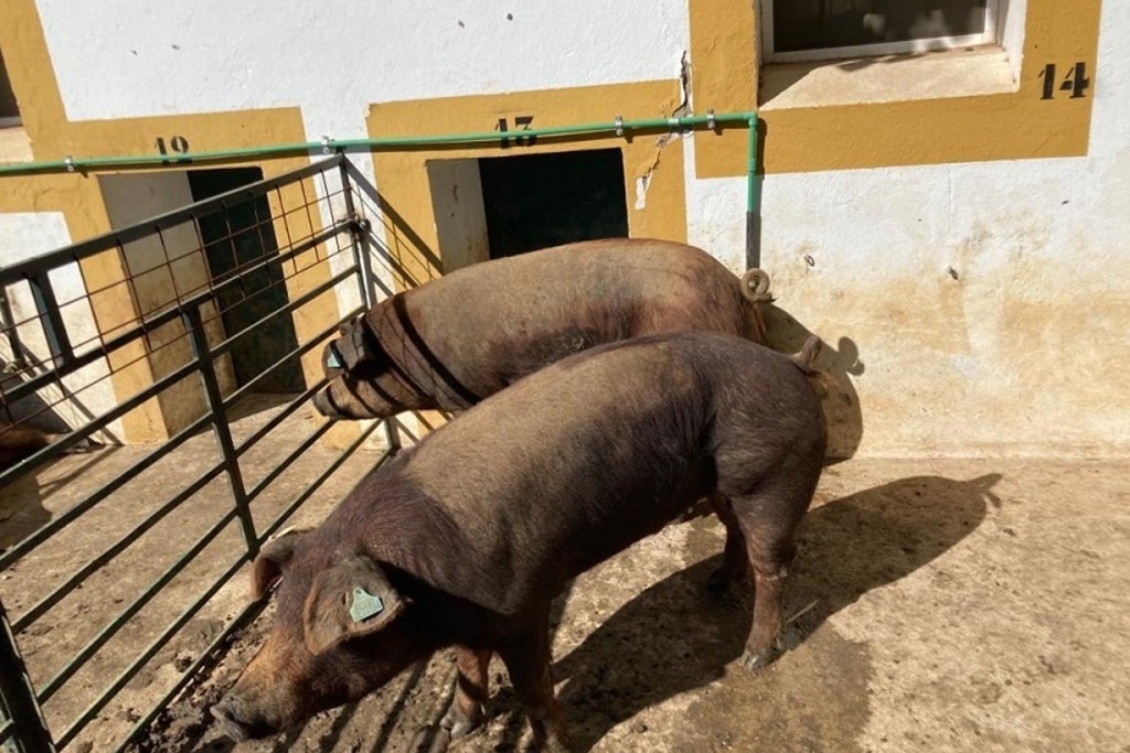 El CENSYRA adjudica 21 machos de porcino de raza Duroc en la subasta de esta semana