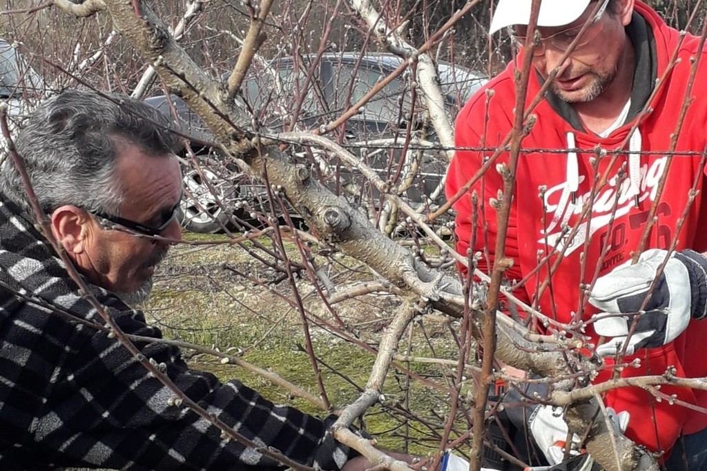 El CFMR de Don Benito oferta un curso monográfico de poda en verde e injerto de frutales y cítricos