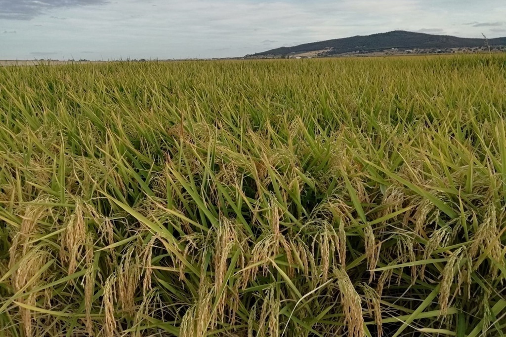 El Ministerio de Agricultura, Pesca y Alimentación eleva a 264 millones de euros el pago de las ayudas a tierras de cultivo de secano, arroz y tomate de industria