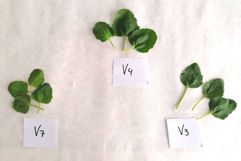 Un estudio de CICYTEX demuestra que los brotes de hojas verdes de quinoa contienen más proteínas que otros vegetales para ensaladas