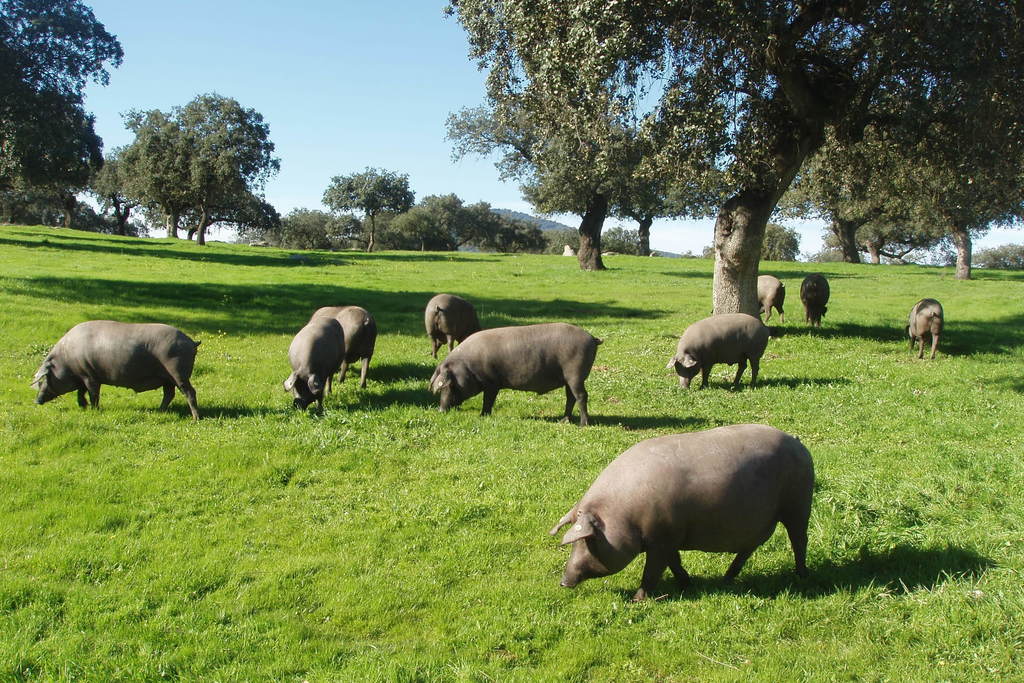 La Junta organiza un viaje para promocionar la Ruta del Ibérico 'Dehesa de Extremadura' a través del blog 'Jamón Lovers'