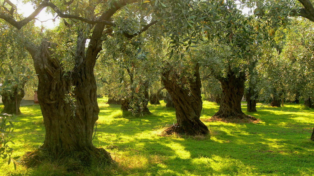 Olivos